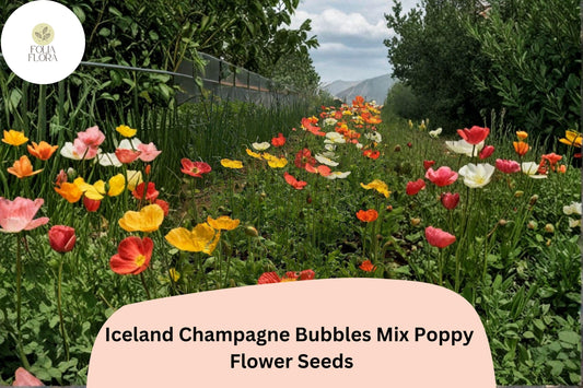 200+ Iceland Champagne Bubbles Mix Poppy Seeds for Garden – Bright Perennial Blooms, Easy to Grow Flowers