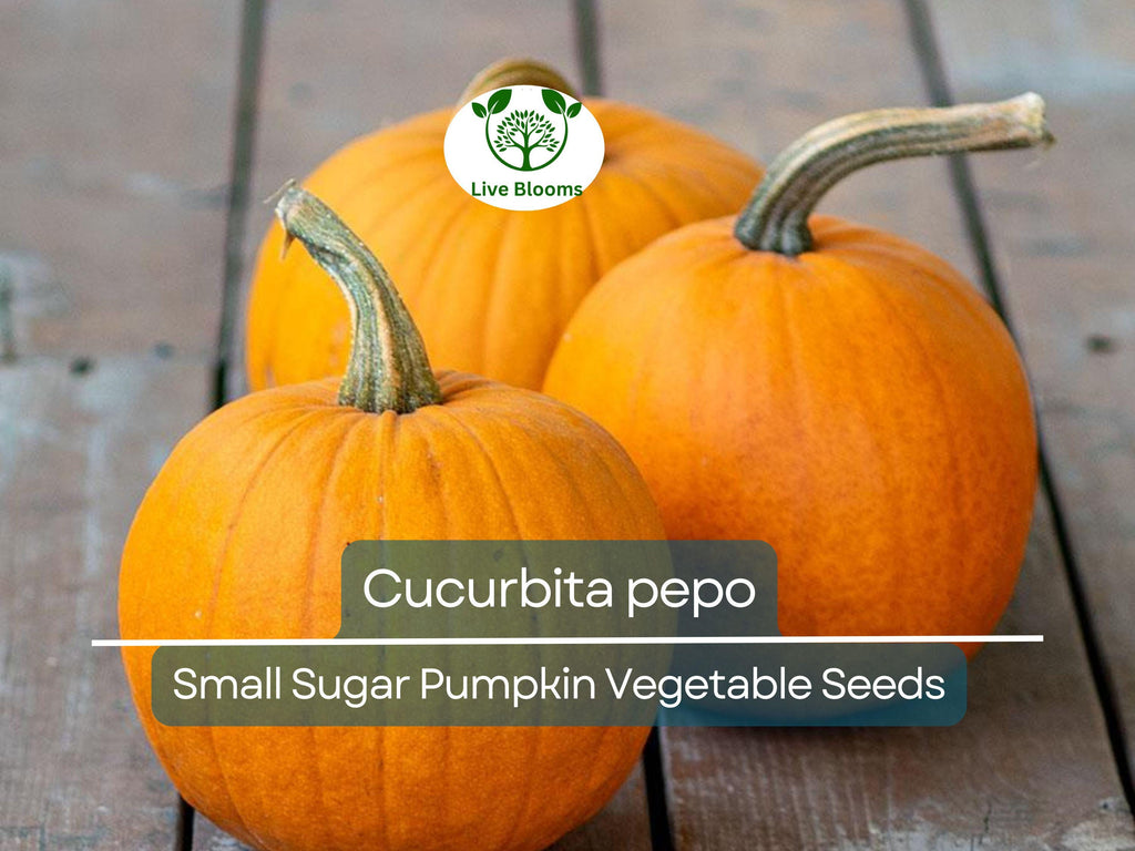 5 Seeds Small Sugar Pumpkin – Cucurbita pepo | Heirloom Pumpkin Seeds for Planting, Gardening, Baking & Decorative Use