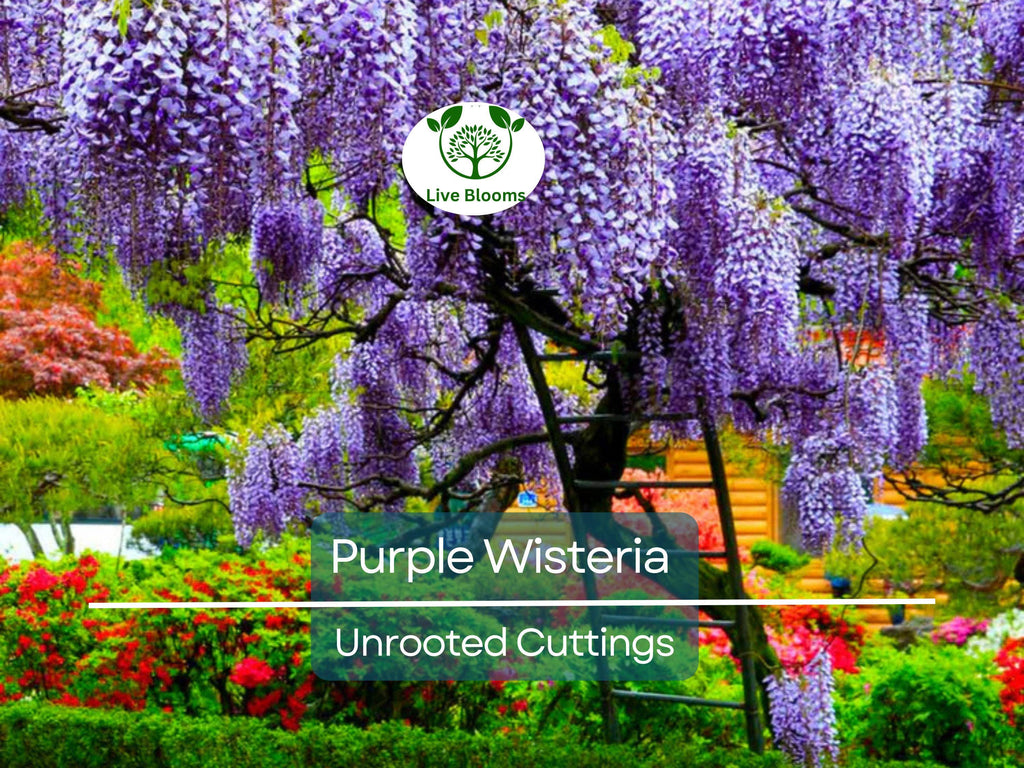 10 Hardy Purple Wisteria Unrooted Cuttings 6" - Wisteria Sinensis for Garden, Vines, and Pergolas