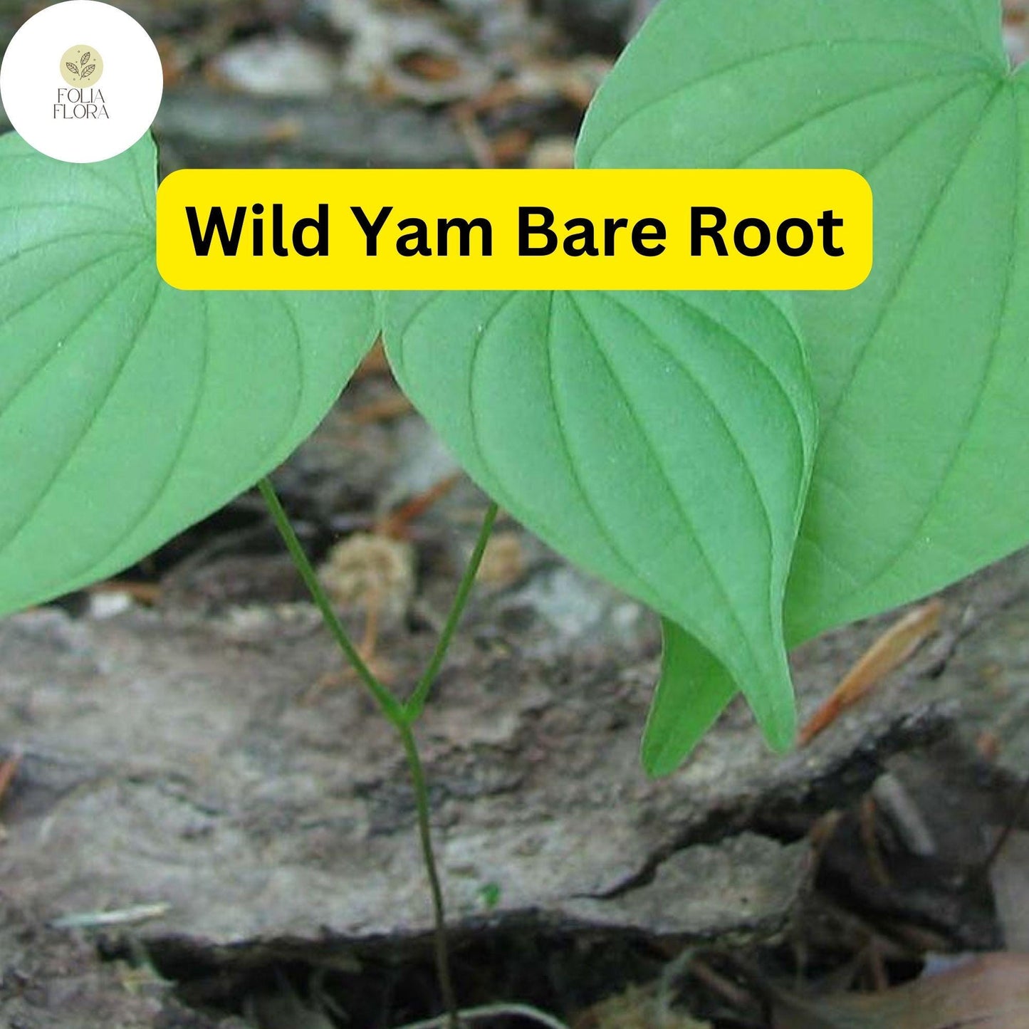 3 Wild Yam Plants, Dioscorea villosa, Bare Root Perennials, Organic Vine Bulbs, Native Wildflower