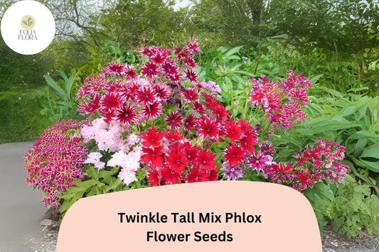 100+ Twinkle Tall Mix Phlox Seeds – Colorful Star-Shaped Blooms, Annual Garden Flowers