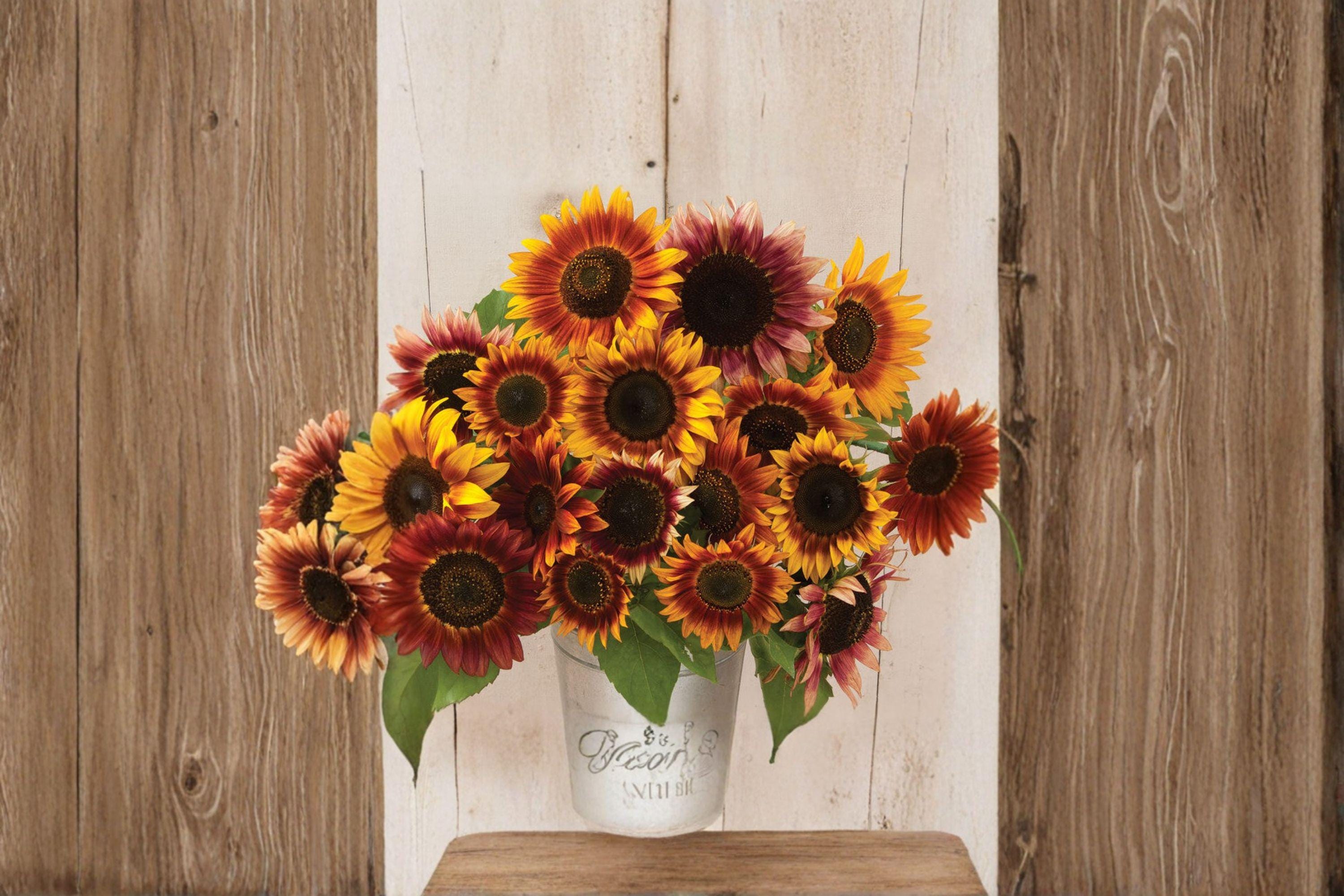 Autumn Beauty Sunflower 15 Seeds | Multicolor Heirloom Sunflower | Fall Tones | Pollinator & Cut Flower Favorite
