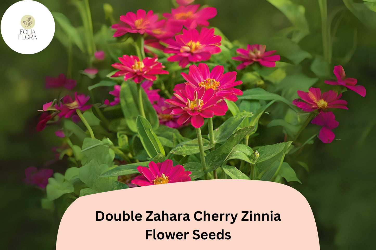 100+ Double Zahara Cherry Zinnia Seeds | Bright Red-Pink Flowers | Easy Annual Garden Blooms | Heat & Drought Tolerant