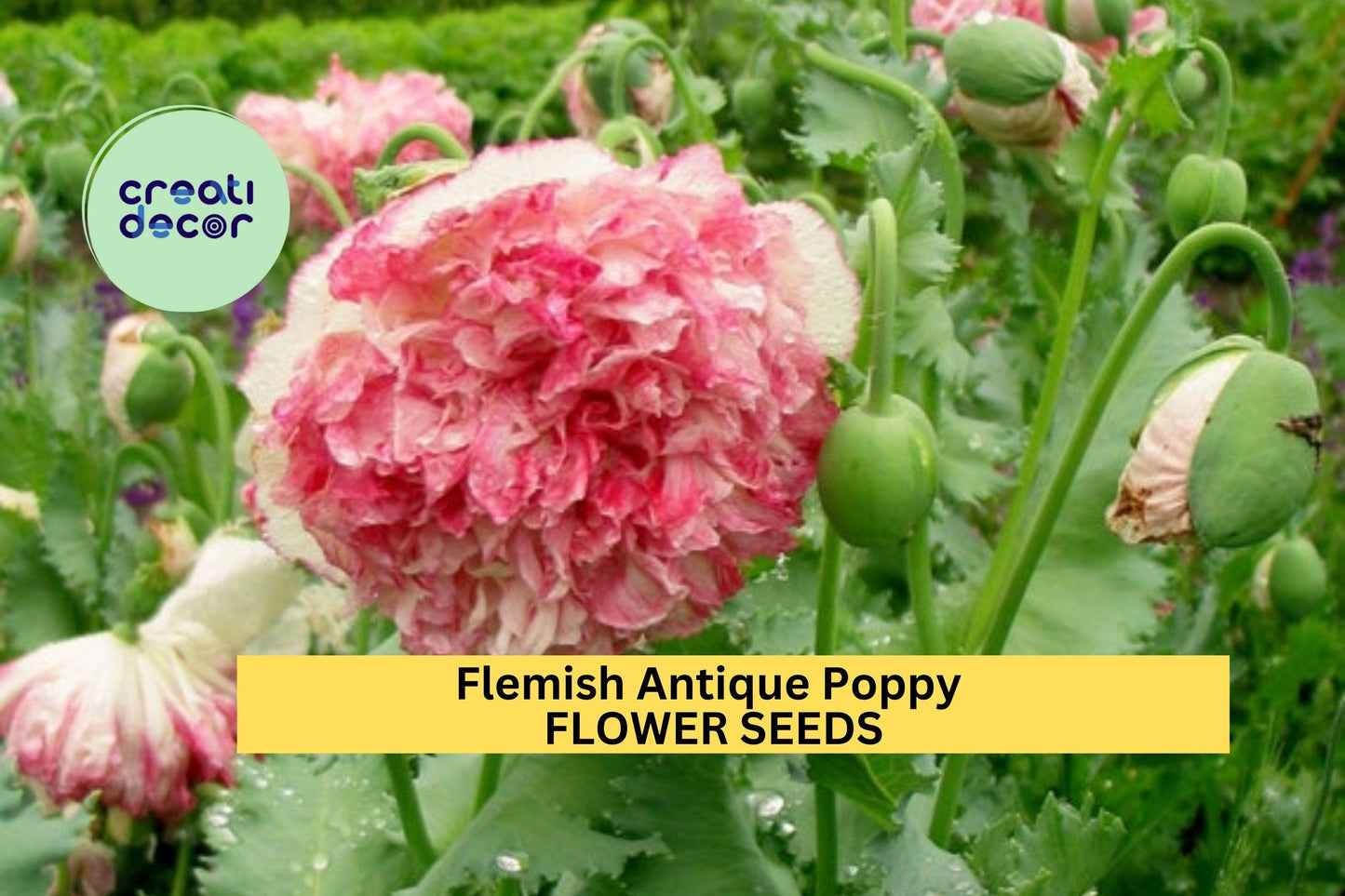 200+ Flemish Antique Poppy Seeds – Ruffled Cream & Crimson Blooms for Garden Planting, Unique Vintage-Style Flowers – USA