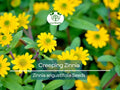 500 Creeping Zinnia Seeds - Ground Cover, Rock Garden, Low Maintenance, Vibrant Blooms, Zinnia angustifolia, Ideal for Landscaping