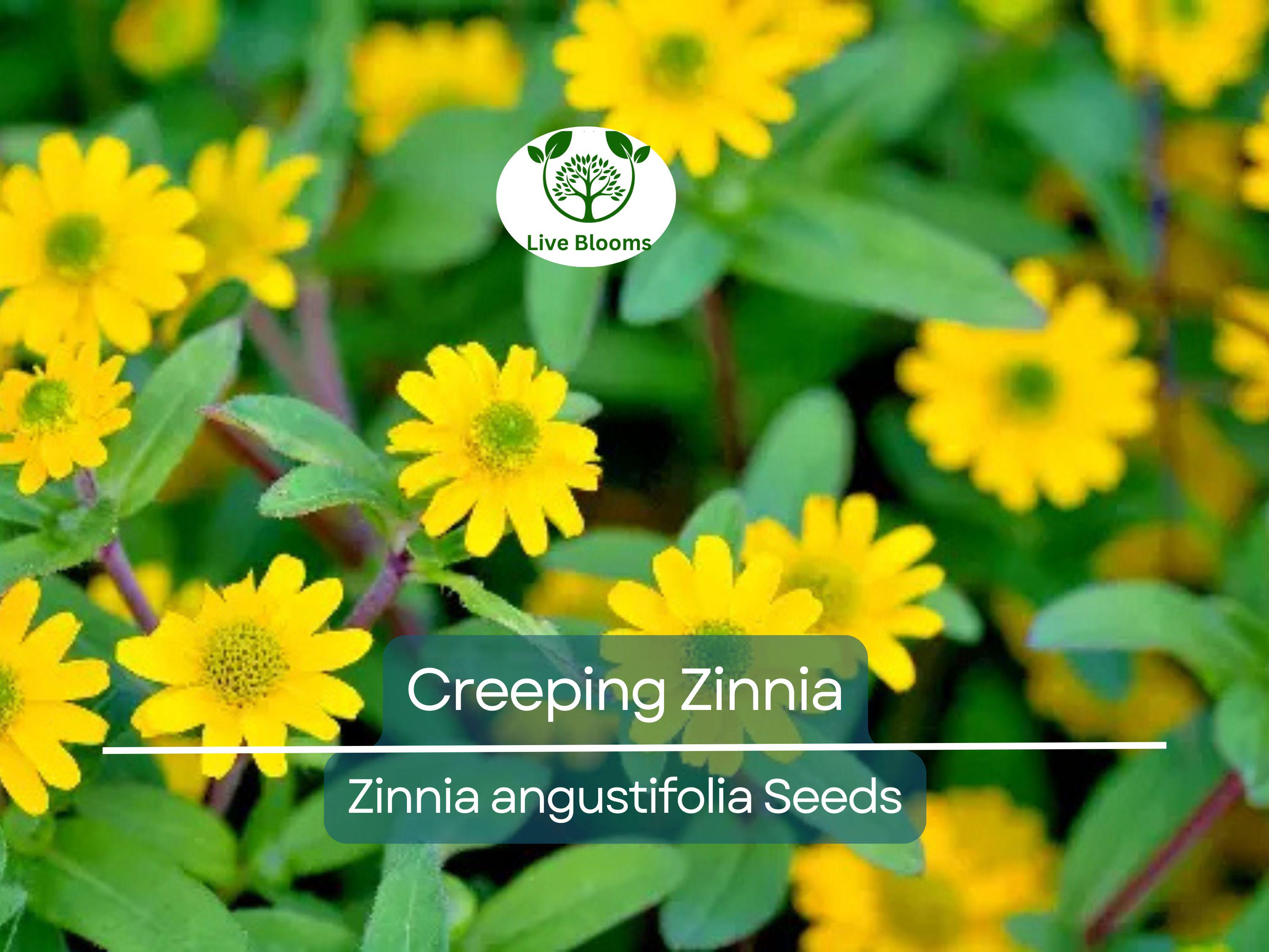 500 Creeping Zinnia Seeds - Ground Cover, Rock Garden, Low Maintenance, Vibrant Blooms, Zinnia angustifolia, Ideal for Landscaping