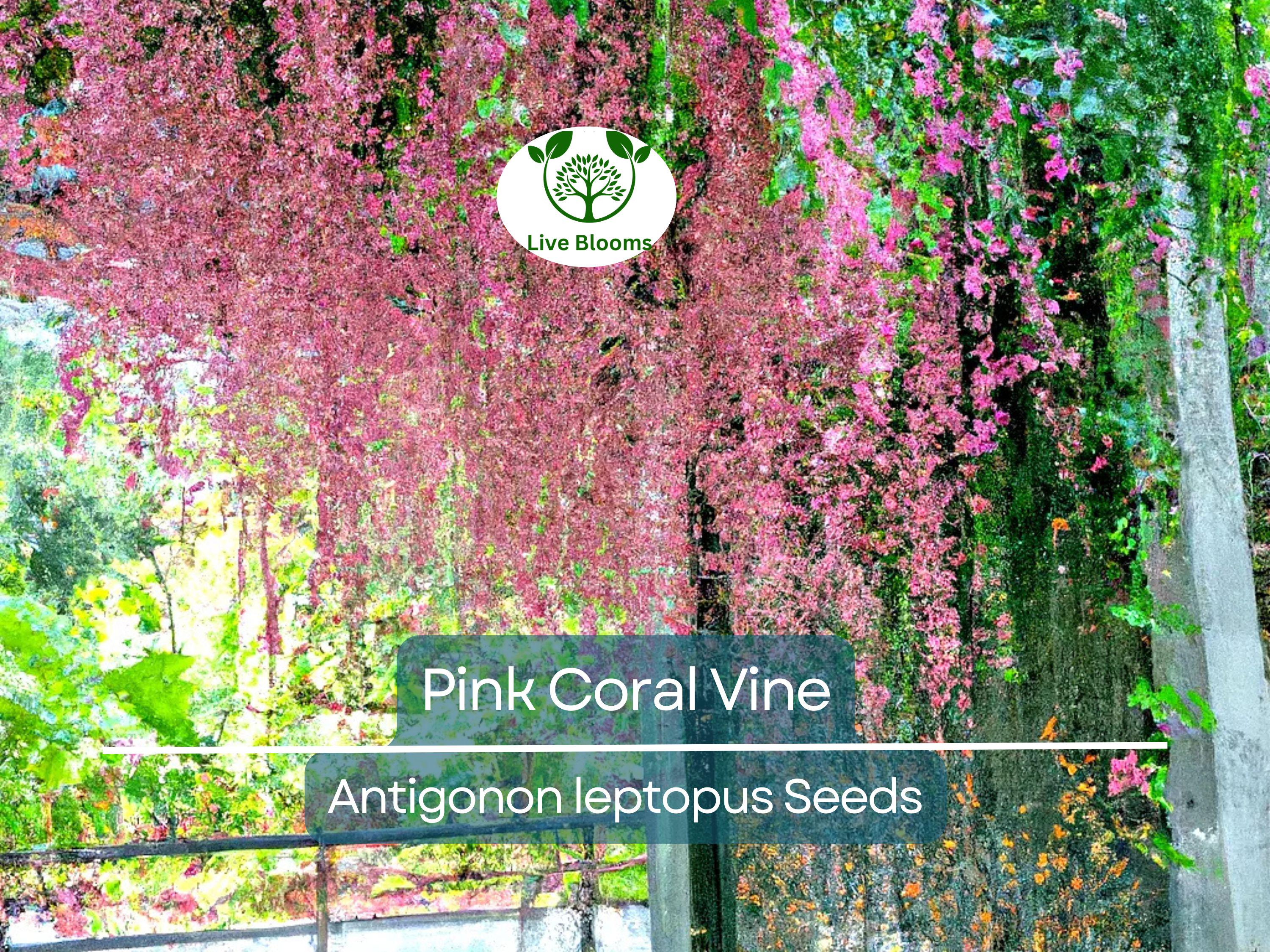 5 Pink Coral Vine Flower Seeds | Mexican Creeper (Antigonon leptopus) | Rare, Vining, Creeping Flowering Plant for Gardens