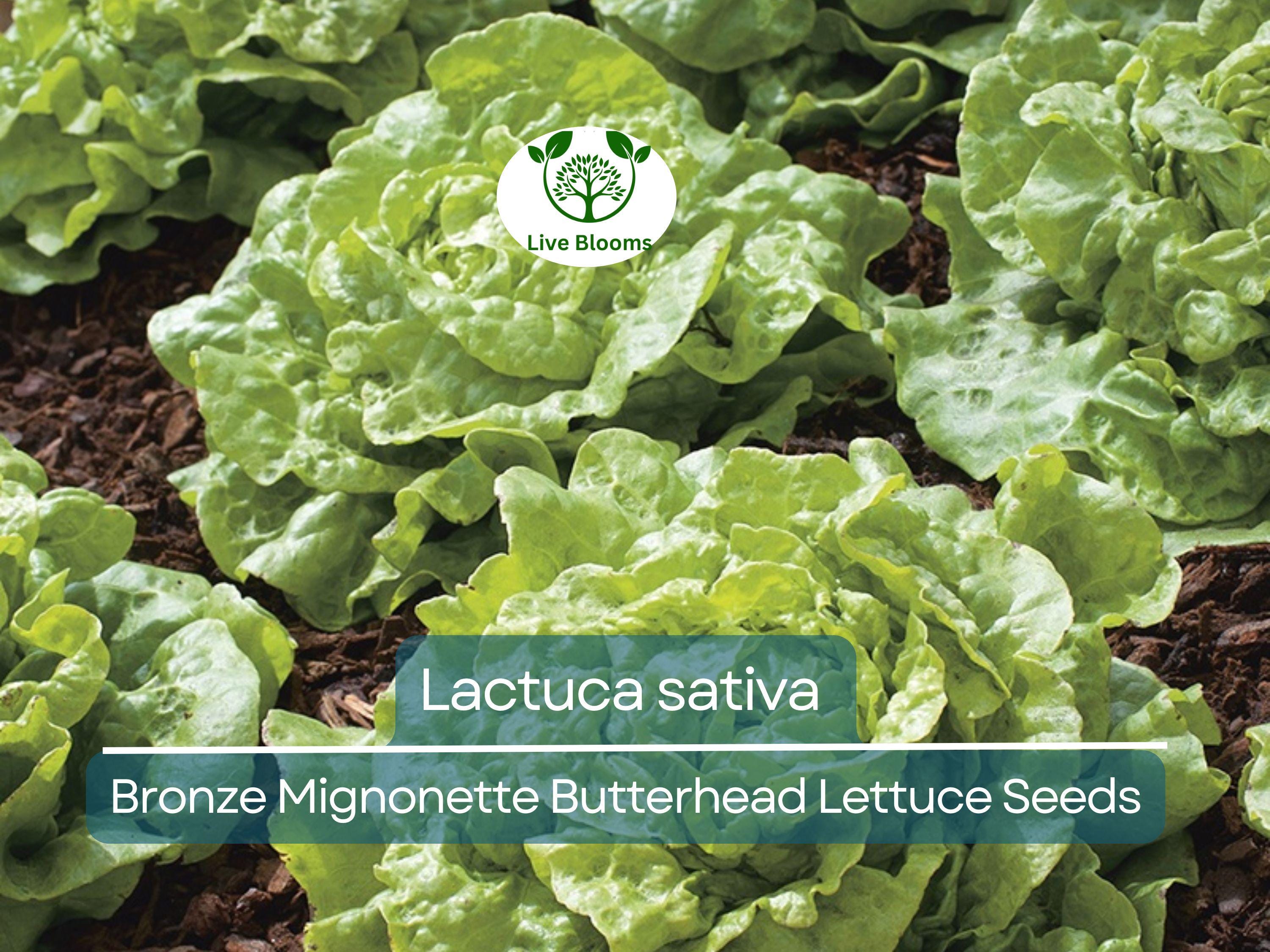 700 Seeds Bronze Mignonette Butterhead Lettuce – Lactuca sativa | Heirloom Butterhead Lettuce for Planting & Delicious Fresh Harvests