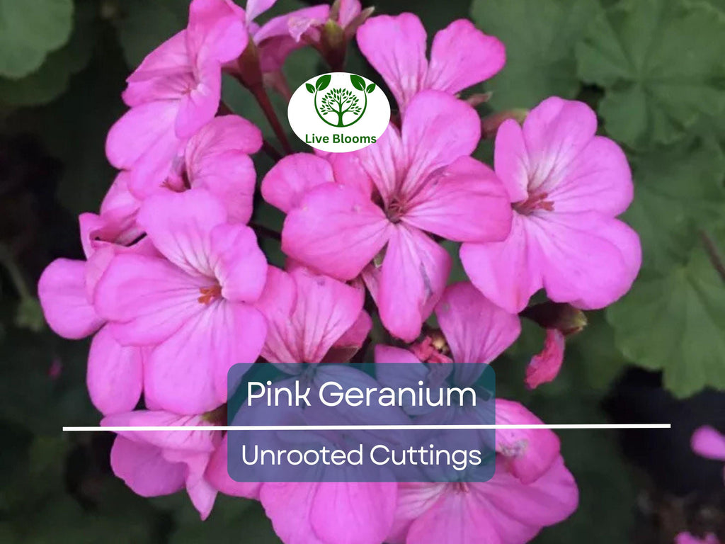 12 Hardy Fragrant Pink Flower Geranium Unrooted Cuttings - Ideal for Propagation, Container Plants, Garden Borders, and Pollinator-Friendly