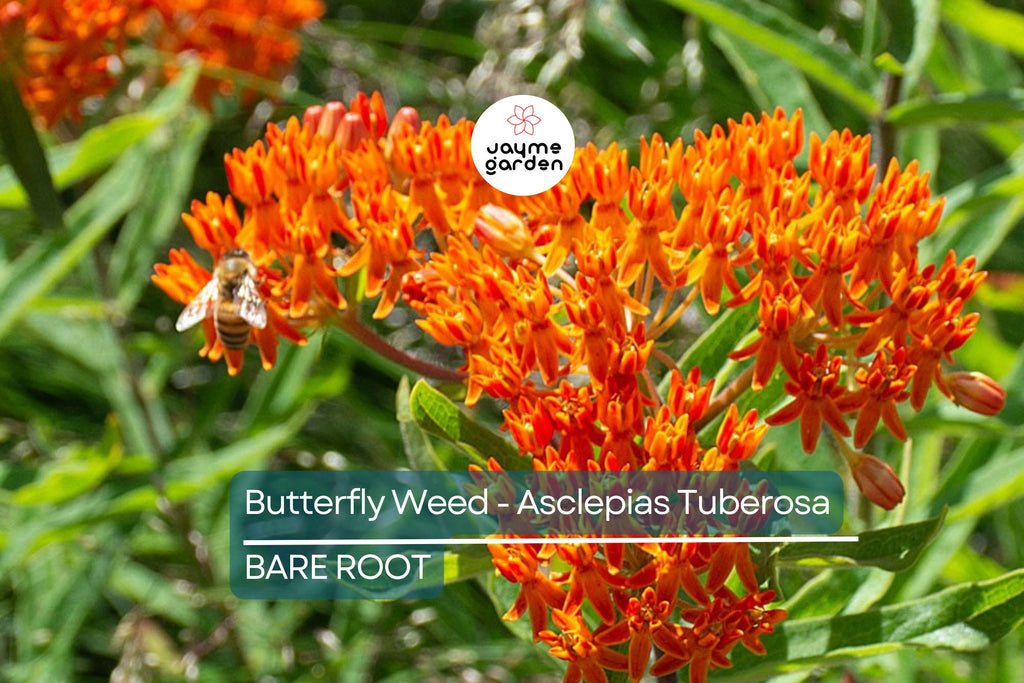 10 Butterfly Weed Plants (Asclepias Tuberosa) | Perennial Bare Root | Monarch Host Plant | Drought-Tolerant & Pollinator-Friendly