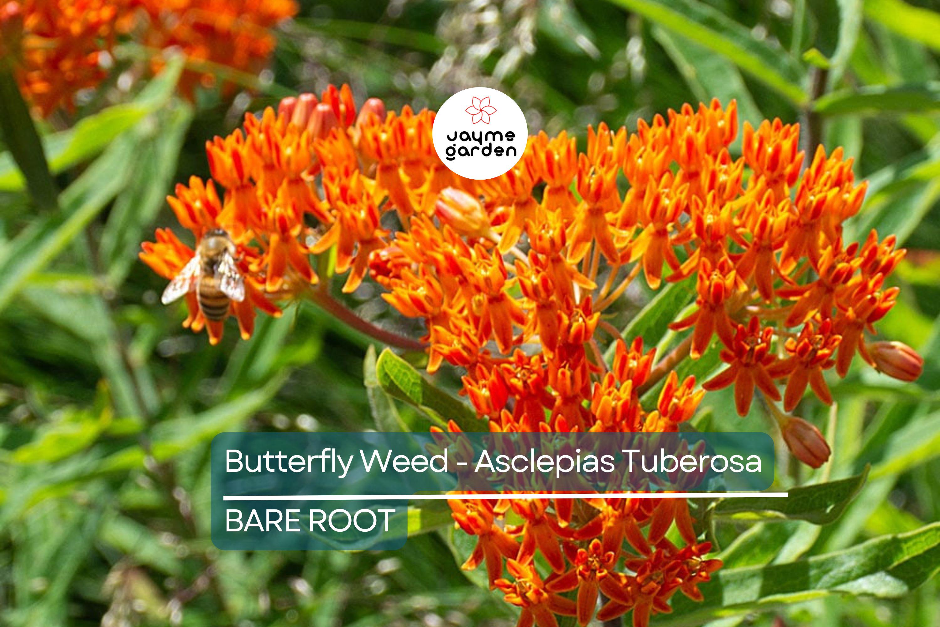 10 Butterfly Weed Plants (Asclepias Tuberosa) | Perennial Bare Root | Monarch Host Plant | Drought-Tolerant & Pollinator-Friendly
