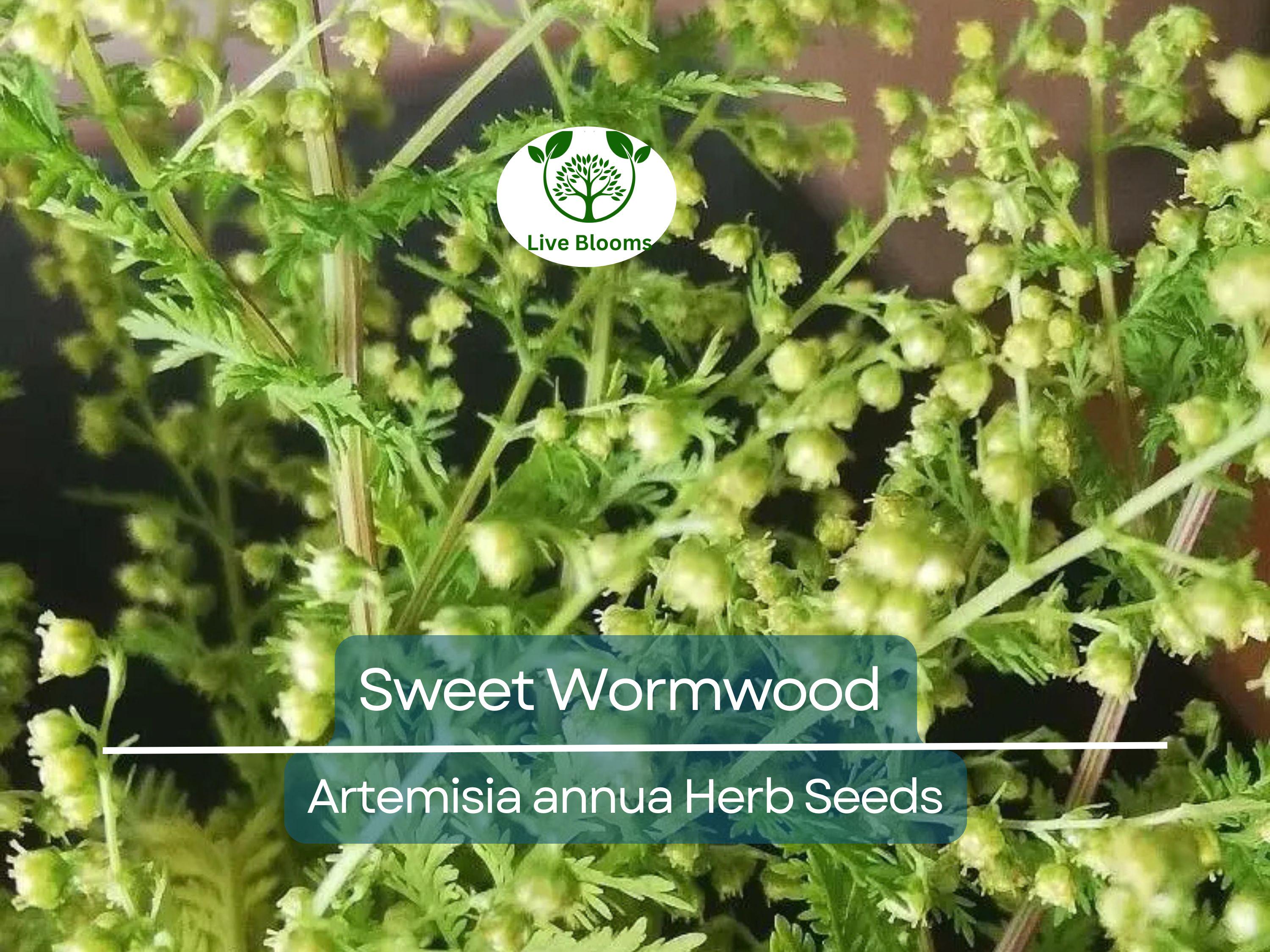 1000 Sweet Wormwood Herb Seeds (Artemisia annua), Sweet Annie Sagewort, Aromatic Herb, Drought-Tolerant, Perfect for Garden & Tea