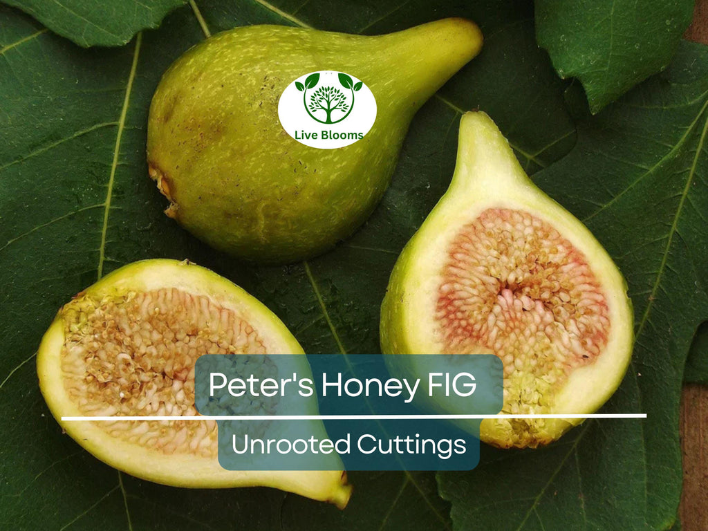 2 Peter's Honey Fig Cuttings/Scions 6" or Longer, 3+ Nodes, Fresh Cut - Ficus carica, Sweet Honey Fig