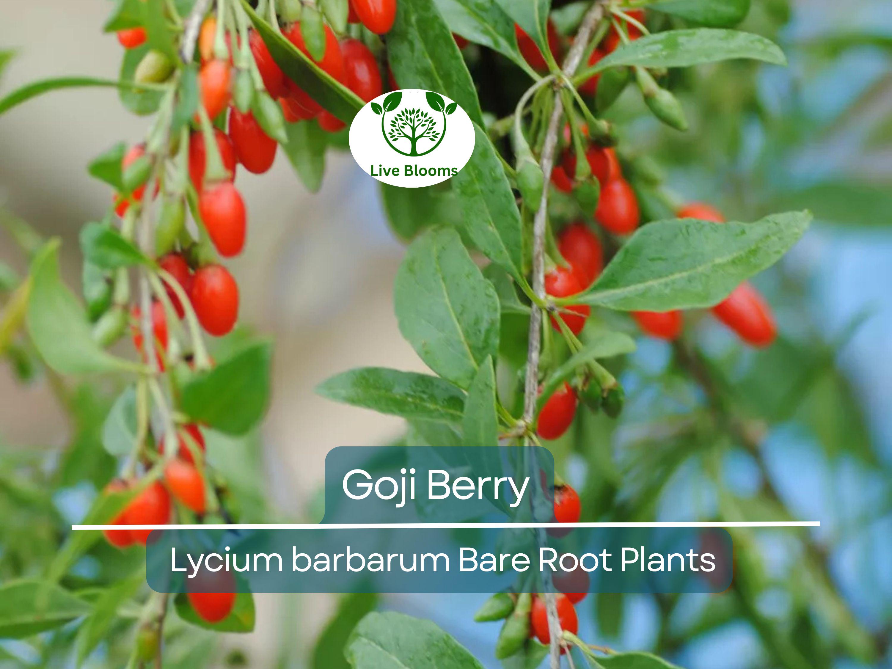 1 Goji Berry Lycium barbarum Bare Root Plants (Wolfberry) - Superfruit Shrub, Hardy Perennial, Non-GMO