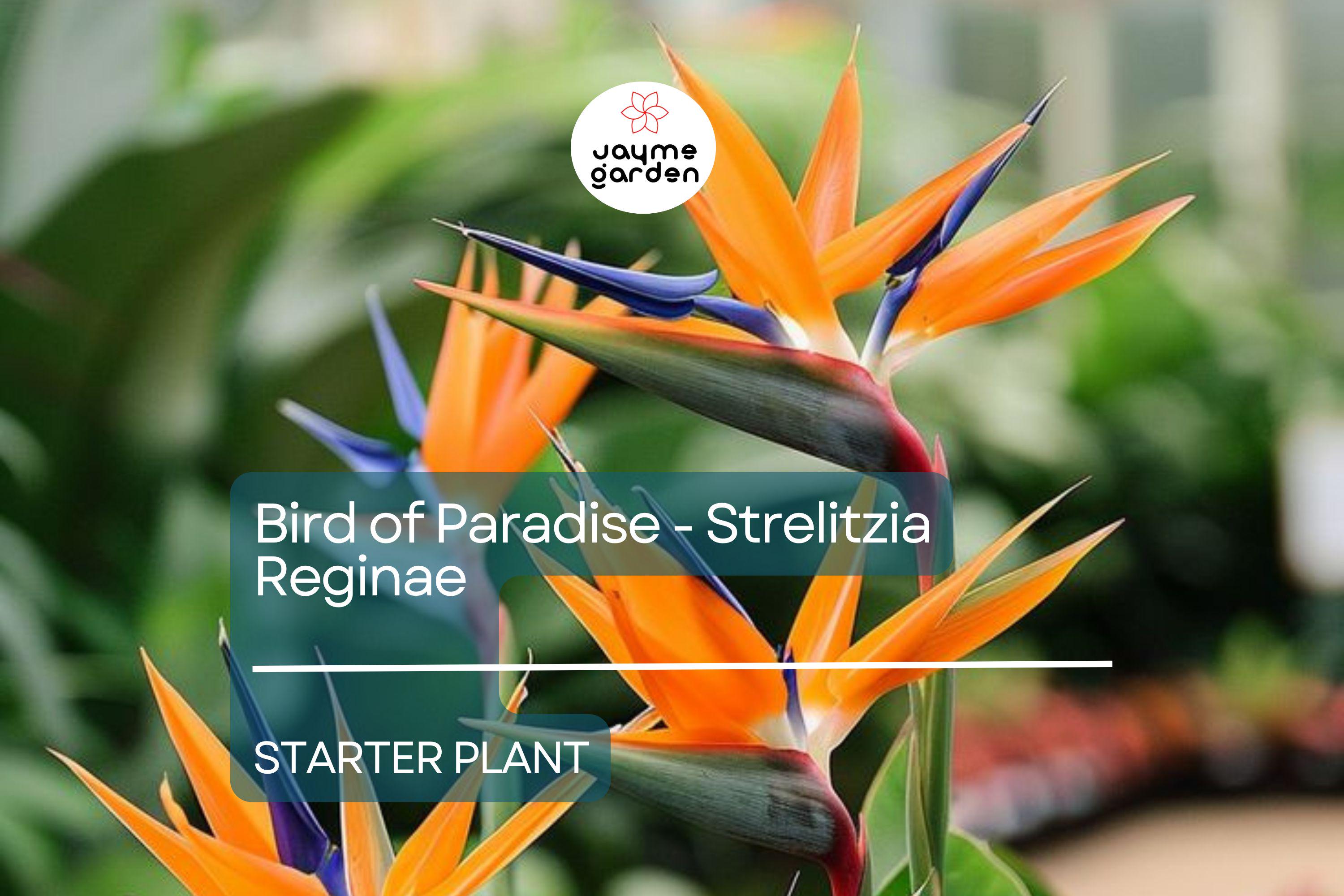 Bird of Paradise Starter Plant - Strelitzia Reginae Seedling - Crane Flower, 6" Tall, Tropical Plant for Gardens, Containers & Indoor Decor