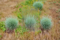 Schizachyrium scoparium – Little Bluestem Grass Seeds | 100 Seeds | Native Prairie Ornamental | Drought Tolerant