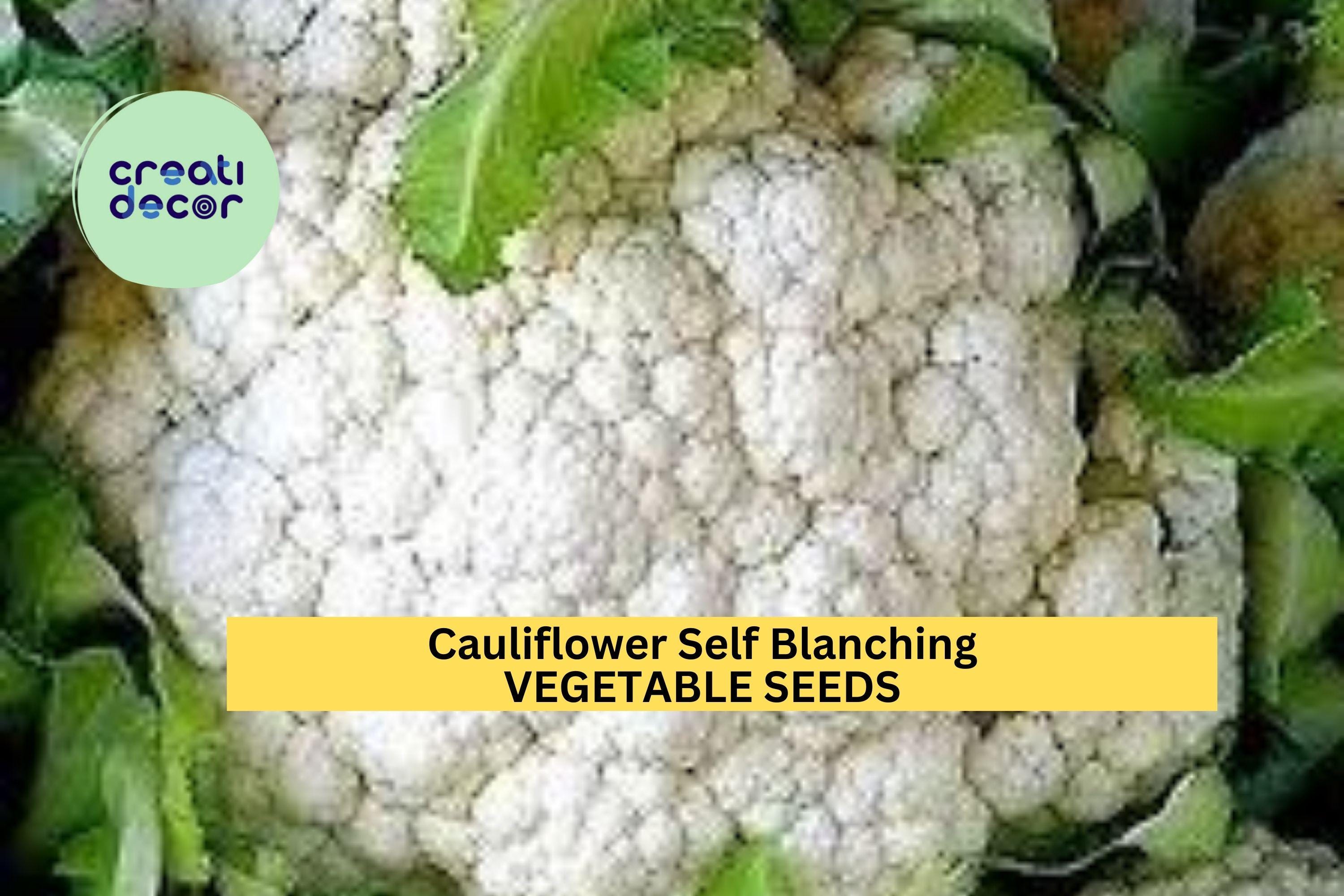 3pcs of 1g Cauliflower Self Blanching Seeds – Compact Heads, Crisp Texture – Easy Growing Vegetable Seeds for Planting in Home Gardens
