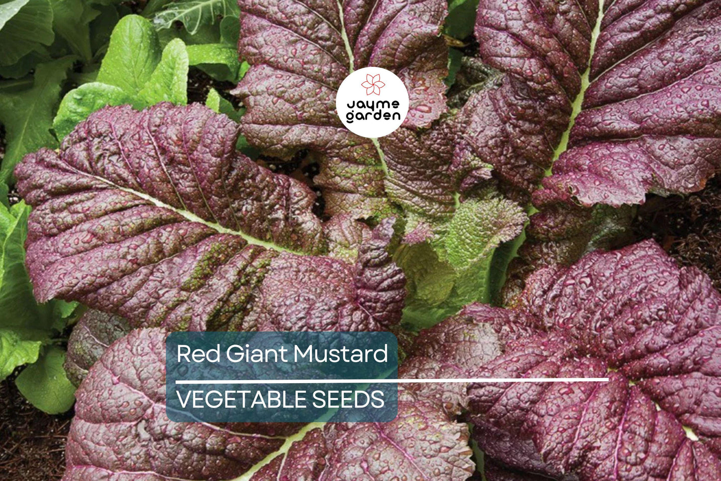 1,500 Red Giant Mustard Seeds – Non-GMO Heirloom, Brassica juncea, Spicy Greens, Microgreens or Full Grown, Easy to Grow, USA Seller!