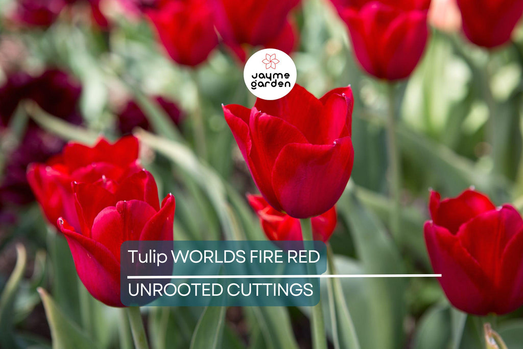 Tulip World’s Fire 55cm Tall Live Flower Bulbs | Red Darwin Hybrid Tulip | Big Spring Blooms | 5-Pack