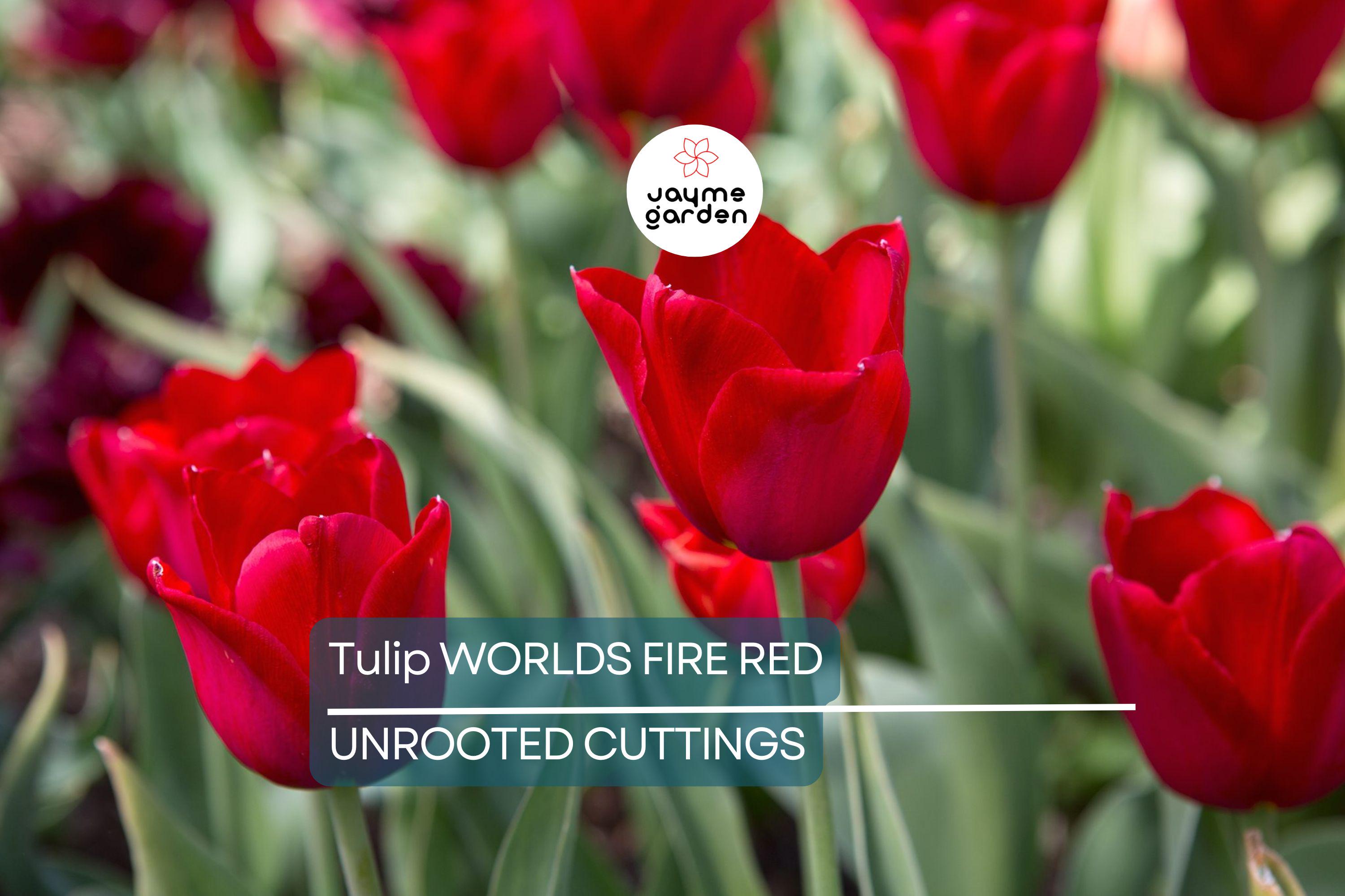 Tulip World’s Fire 55cm Tall Live Flower Bulbs | Red Darwin Hybrid Tulip | Big Spring Blooms | 5-Pack