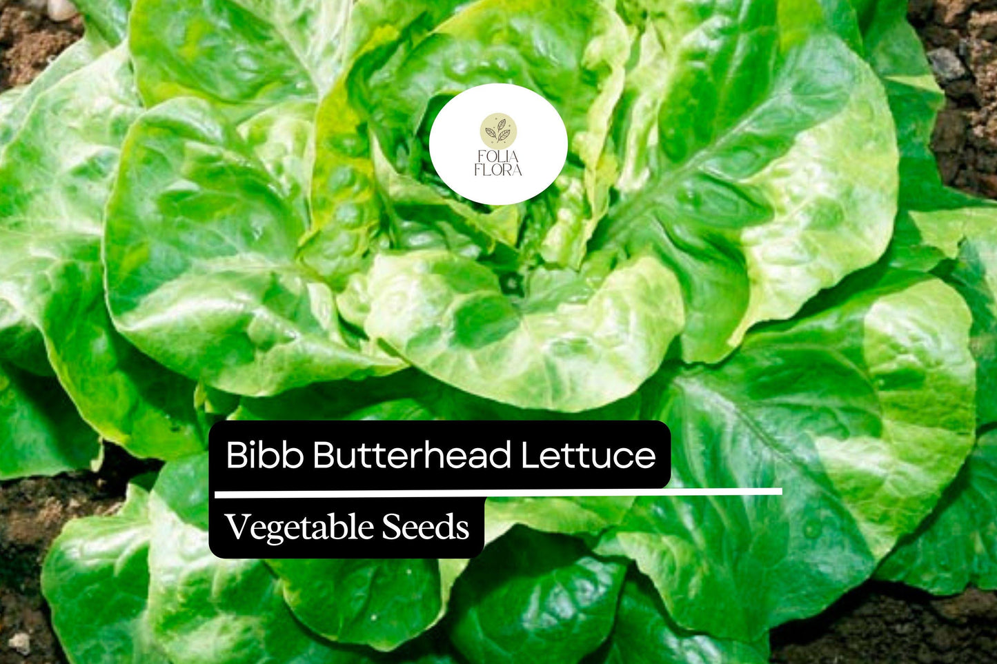 500 Seeds Bibb Lettuce - Lactuca sativa, Butterhead Lettuce Variety, Crisp and Tender, Perfect for Salads and Wraps