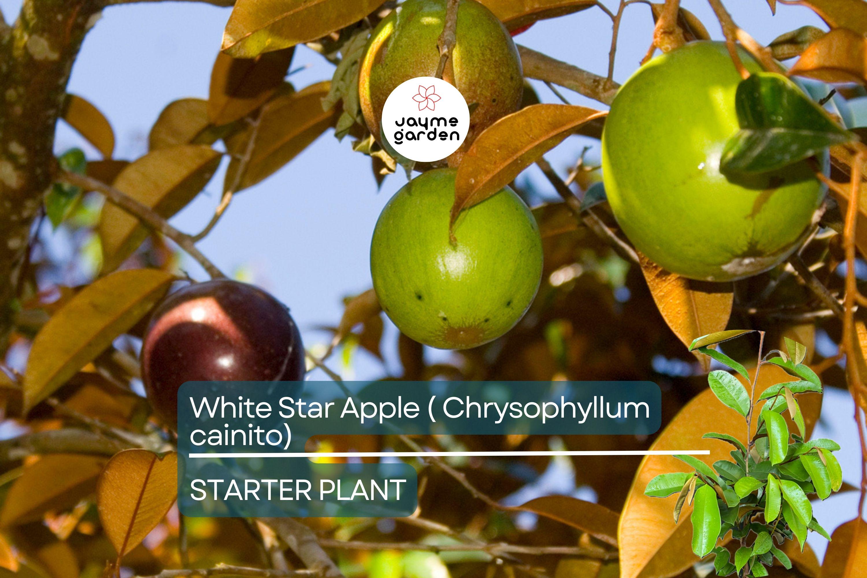 White Star Apple Tree Live Tropical Fruit Tree 12"-24" | Caimito Starter Plant | Sweet Juicy Fruit, Easy Care, Container Friendly