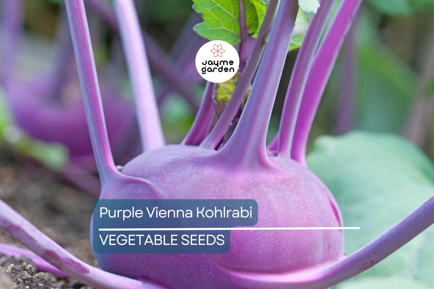 1000 Purple Vienna Kohlrabi Seeds - Non-GMO Heirloom | Cool Season Root Vegetable | Fast Growing | Free Shipping