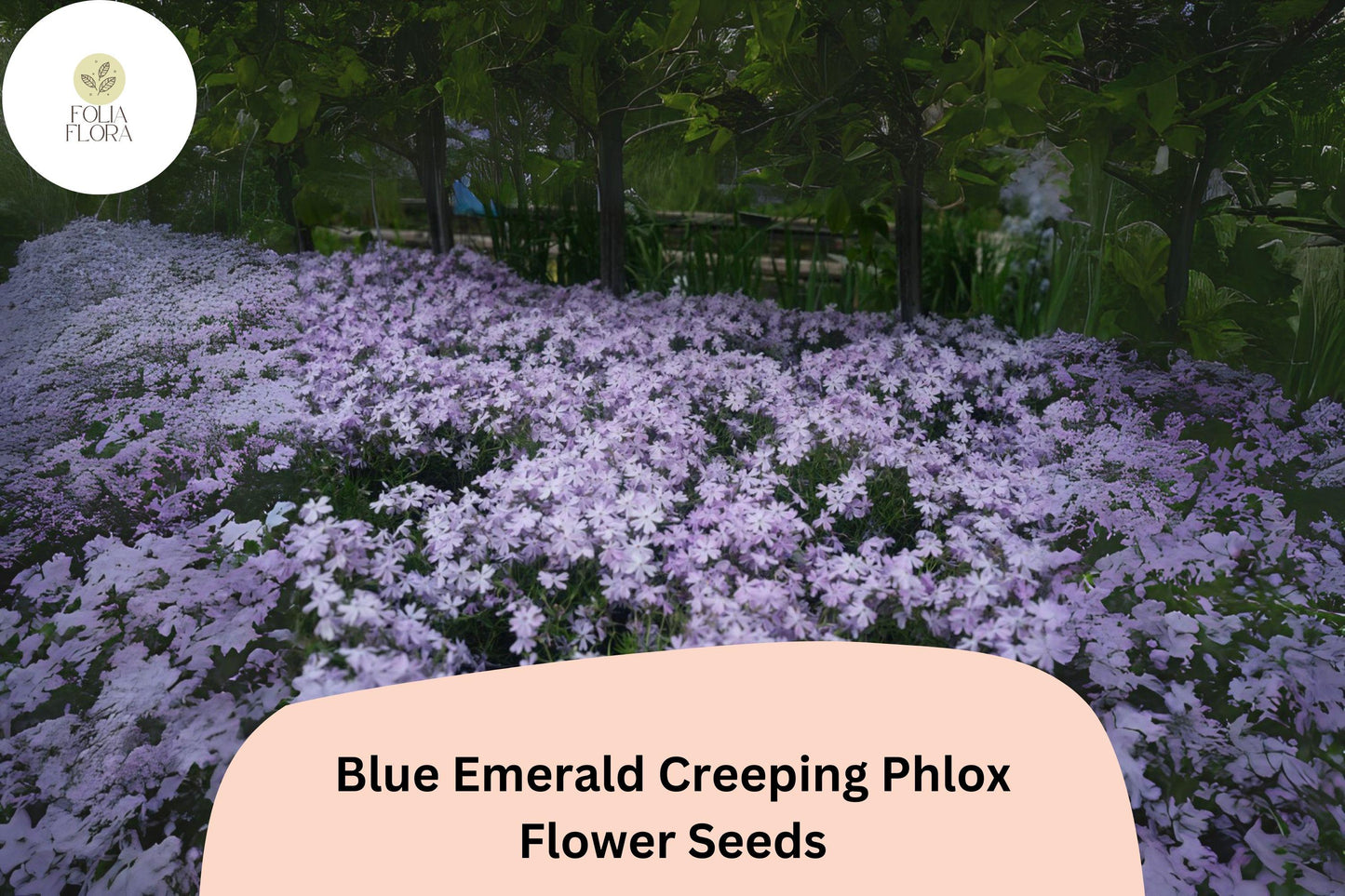 100+ Blue Emerald Creeping Phlox Seeds for Garden Planting | Phlox subulata | Ground Cover Perennial | Blue Flower Seeds