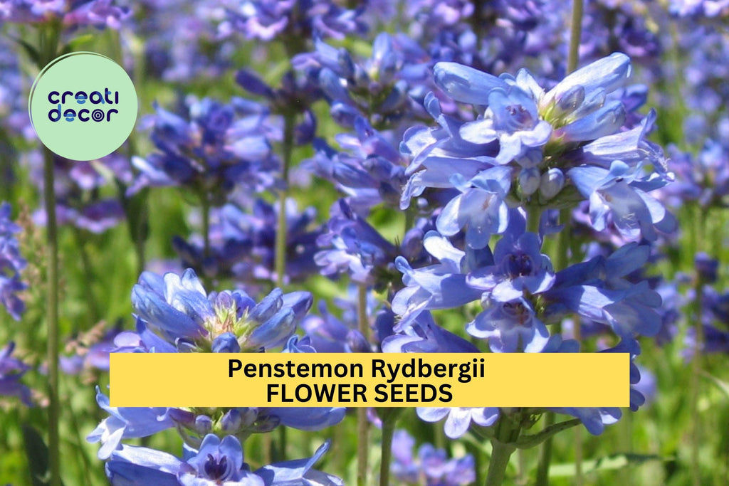 3pcs of 100mg Penstemon rydbergii Seeds – Purple Native Wildflower for Pollinator Gardens, Meadows, and Rocky Landscapes Seeds for Planting
