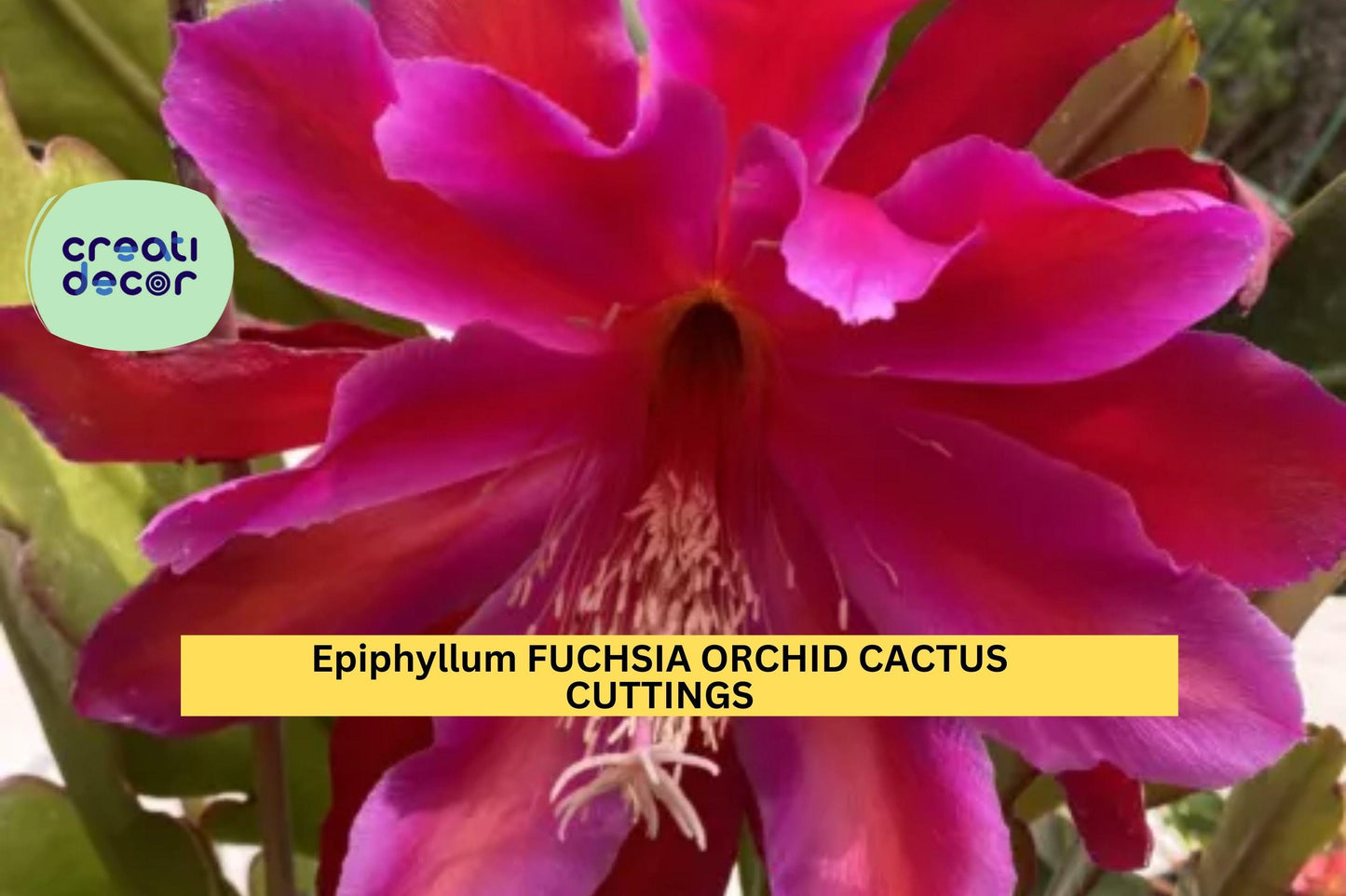 2 Rare Epiphyllum Fuchsia Orchid Cactus Cuttings – 5"–8" Segments for Planting, Stunning Exotic Blooms – USA