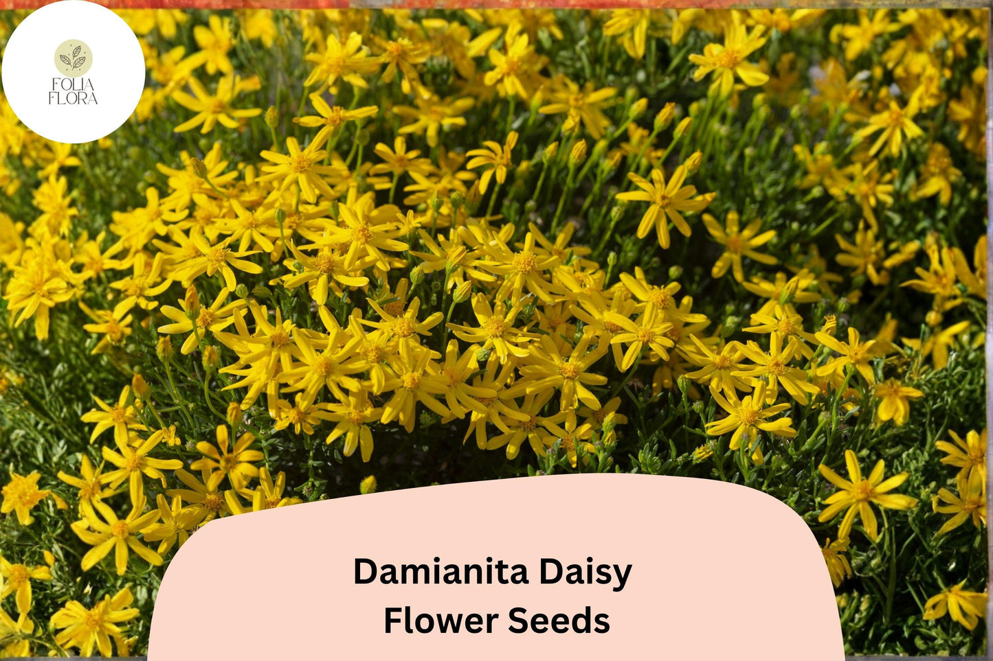 200+ Damianita Daisy Seeds | Chrysactinia mexicana | Golden-Yellow Blooms | Drought-Tolerant Perennial Flower