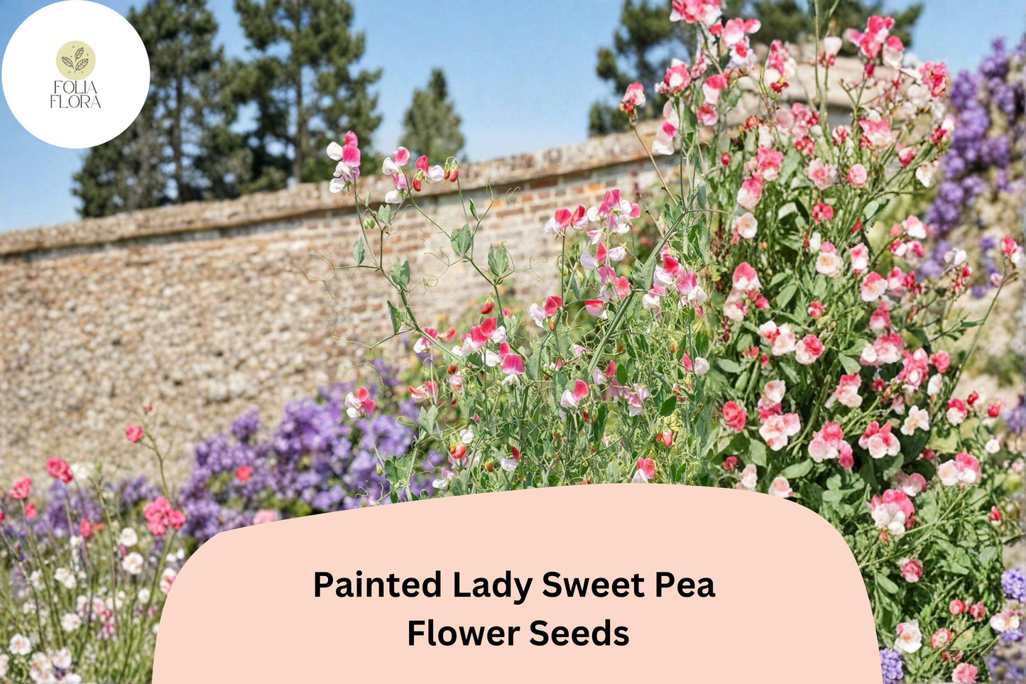 50+ Painted Lady Sweet Pea Seeds | Fragrant Pink & White Bicolor Flower for Garden Trellis