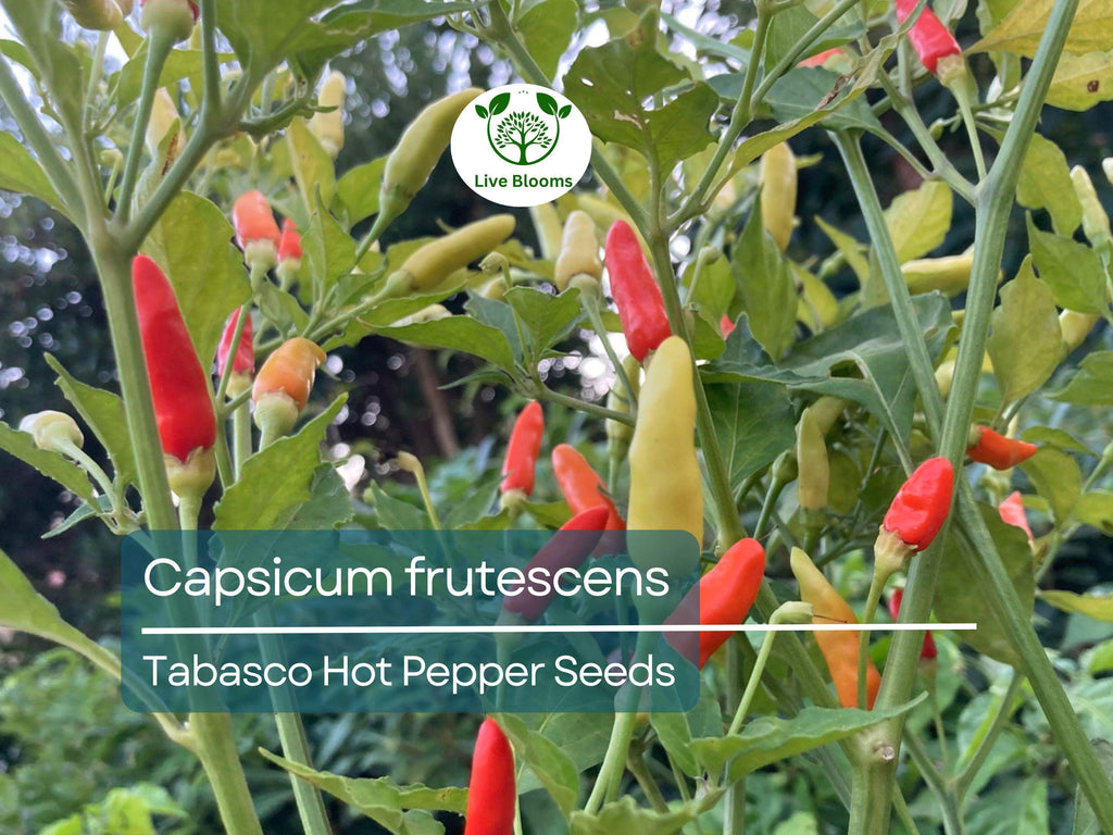 250 mg Tabasco Hot Pepper Seeds - Capsicum frutescens | Heirloom Pepper for Planting, Spicy Cooking & Hot Sauce | Fiery Flavor