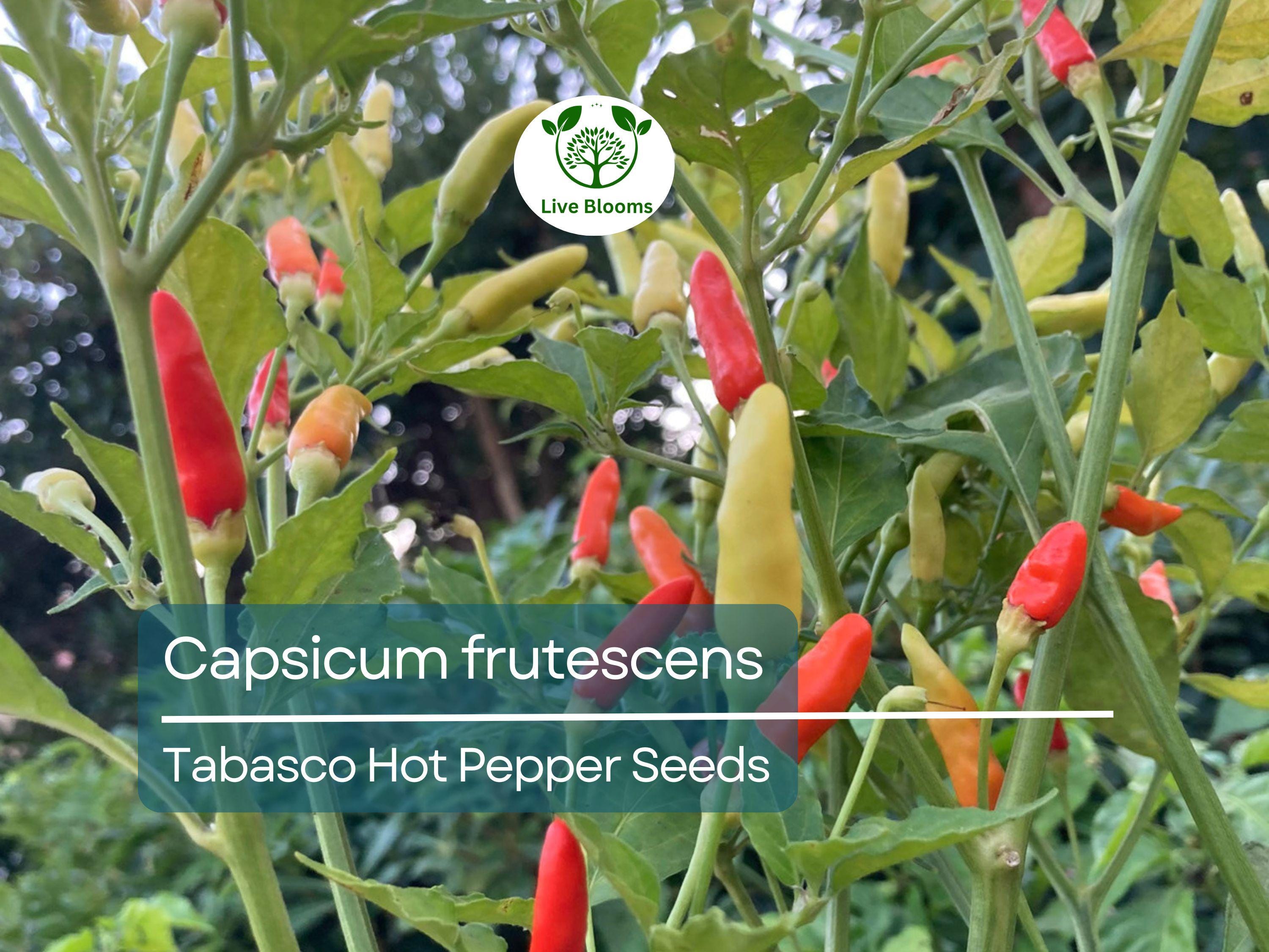 250 mg Tabasco Hot Pepper Seeds - Capsicum frutescens | Heirloom Pepper for Planting, Spicy Cooking & Hot Sauce | Fiery Flavor