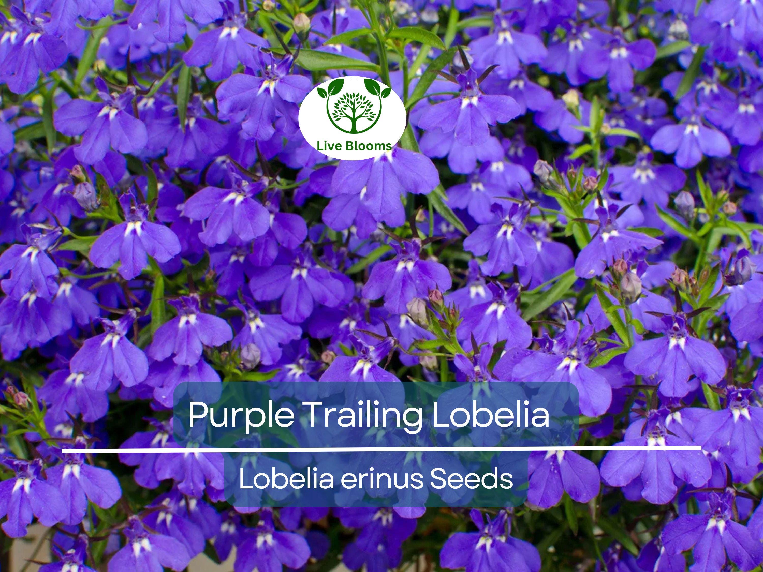 600 Purple Trailing Lobelia Seeds | Ground Cover, Hanging Basket, Annual Flower | Beautiful Cascading Blooms, Low Maintenance, Easy Grow