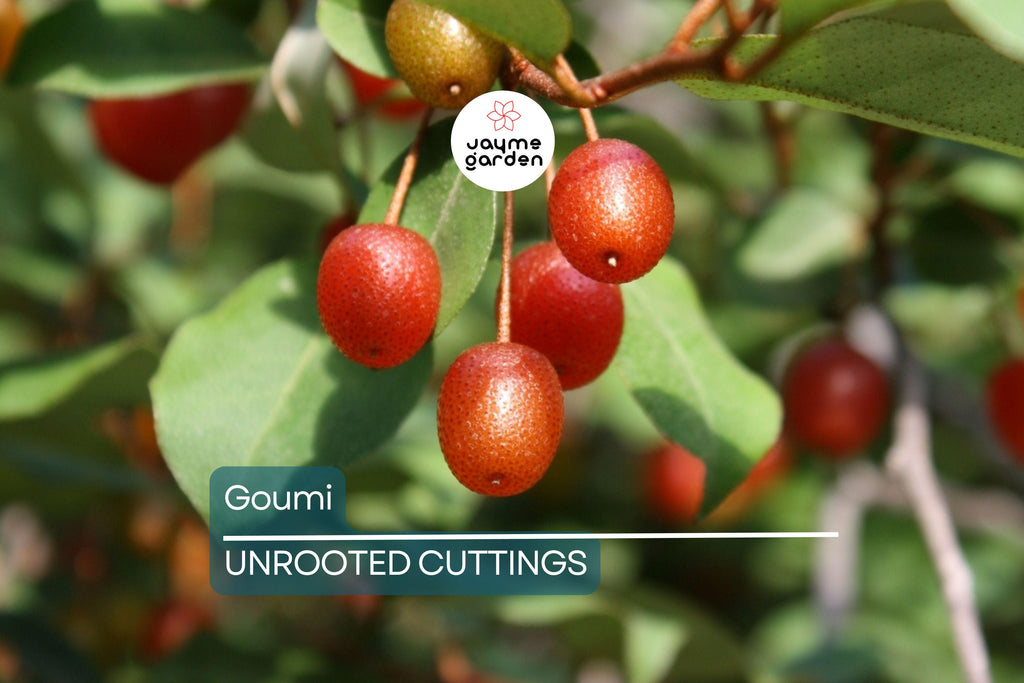 4 Goumi Cuttings | Edible Red Fruits, Nitrogen-Fixing, Cold Hardy Permaculture Tree for Edible Landscaping, No Ship to Ca, Az, Fl & Hi