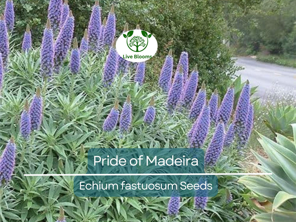 50 Pride of Madeira Seeds (Echium fastuosum) | Blue Bugloss Flowering Plant, Beautiful Blue Blooms, Hardy Shrub, Pollinator-Friendly Garden