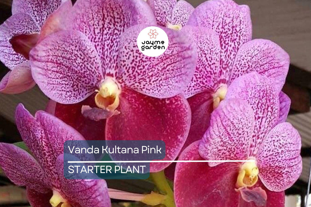 Vanda Kultana Pink Orchid Starter Plant | 3" Pot | Stunning Pink Blooms | Live Well-Rooted Orchid | Indoor & Outdoor | Easy Care