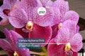 Vanda Kultana Pink Orchid Starter Plant | 3" Pot | Stunning Pink Blooms | Live Well-Rooted Orchid | Indoor & Outdoor | Easy Care