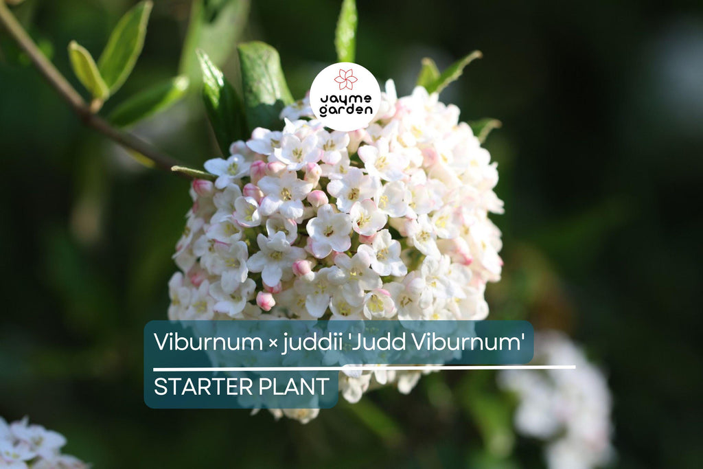 12-18" Judd Viburnum Shrub (Viburnum × juddii) - Fragrant Flowers, Colorful Foliage - Live Deciduous Plant for Zones 4-8