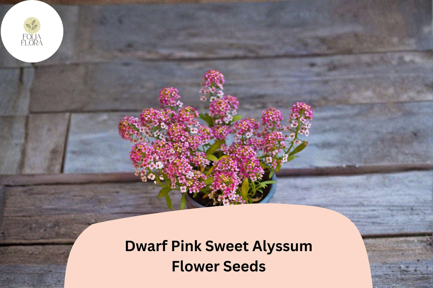 Dwarf Pink Sweet Alyssum Seeds – 100 Lobularia maritima | Fragrant Low-Growing Garden Flowers