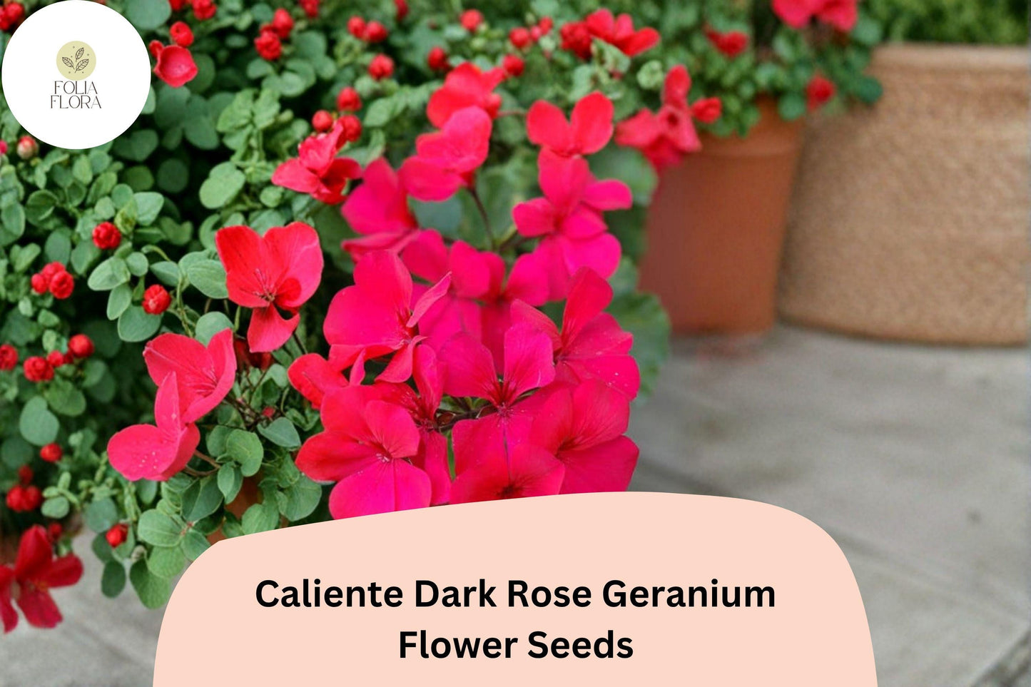 25+ Caliente Dark Rose Geranium Seeds | Bright Rose Ivy Zonal Hybrid | Garden & Hanging Basket Flower