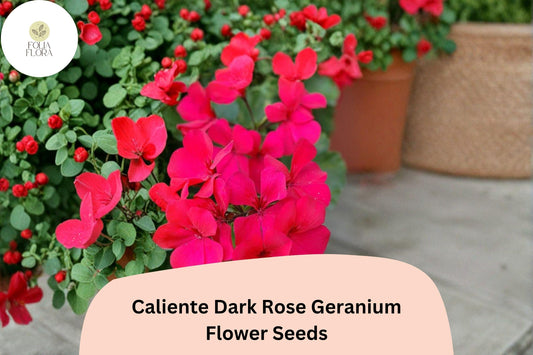25+ Caliente Dark Rose Geranium Seeds | Bright Rose Ivy Zonal Hybrid | Garden & Hanging Basket Flower