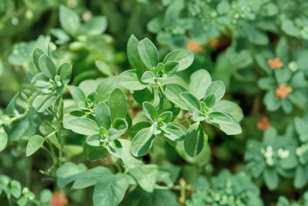 Marjoram 400 Seeds | Aromatic Culinary Herb | Mild Sweet Flavor | Easy to Grow