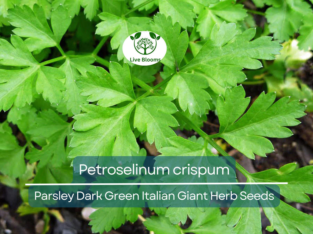 500 Parsley Seeds - Dark Green Italian Giant for Planting - Petroselinum crispum - Fresh Herb for Cooking, Garden, & Kitchen Use