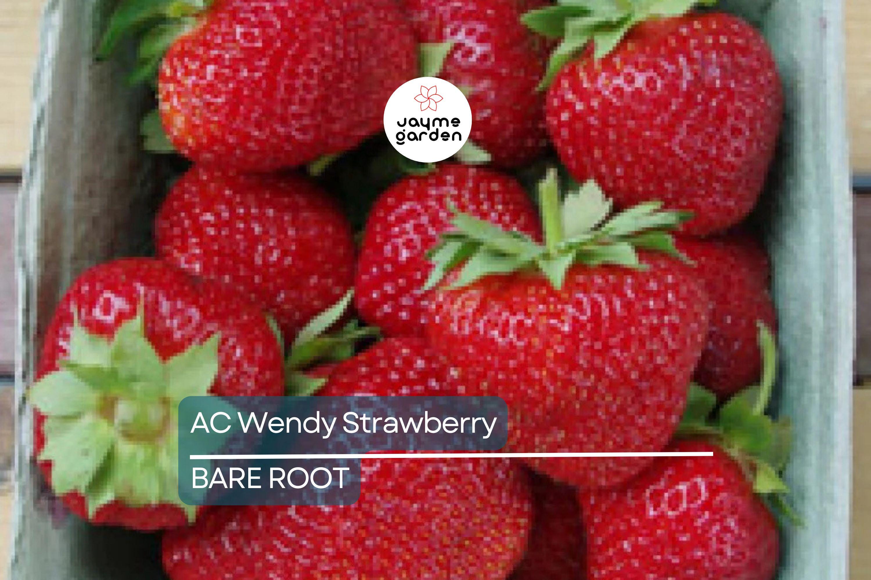 AC Wendy Strawberry Plants (25 Bare Root) – June-Bearing, Large Sweet Berries