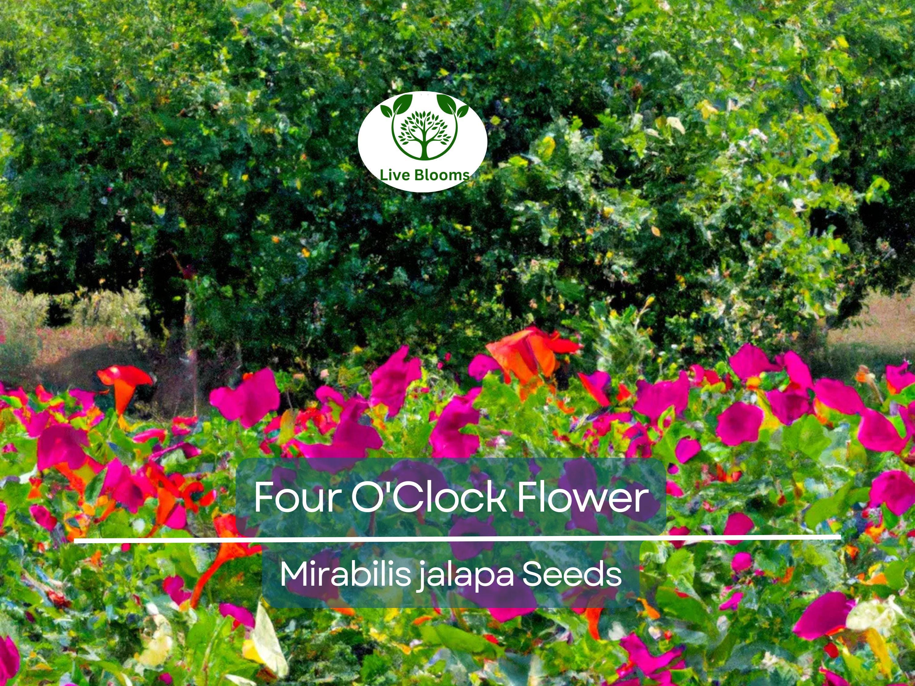 50 Four O'Clock Flower Mix Seeds 'Marvel of Peru' | Perennial Mirabilis jalapa, Colorful Blooms, Easy to Grow, Garden Flowers