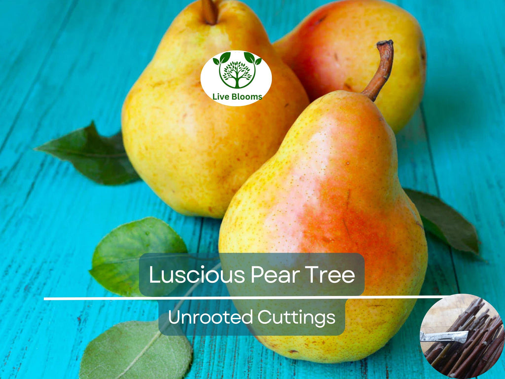 3 Luscious Pear Tree Scions - Unrooted Cuttings for Grafting & Rooting - 10-12" Long - Pyrus communis - Premium Pear Rootstock