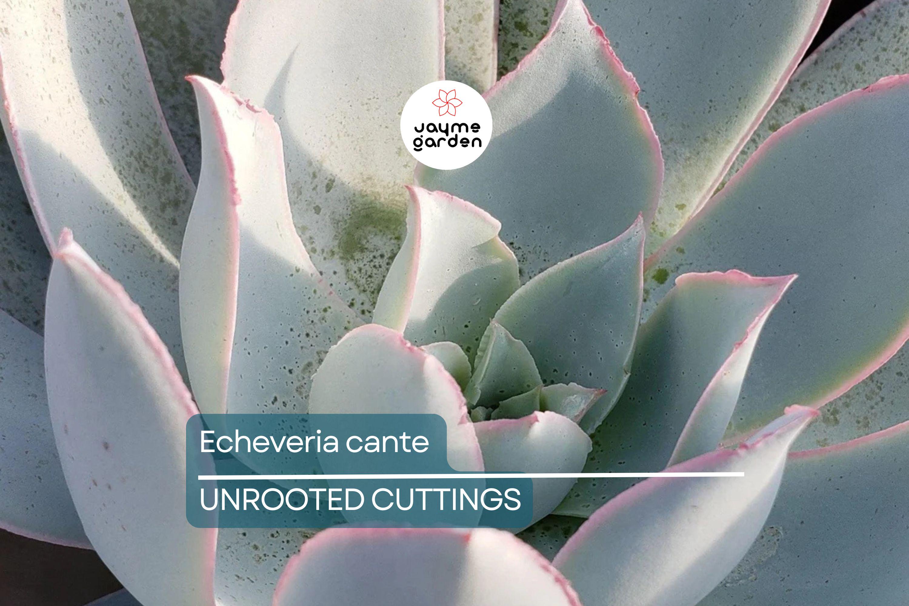 Echeveria Cante (White Cloud) Live Succulent Plant - Drought-Tolerant, Slow-Growing, 6-12" Tall