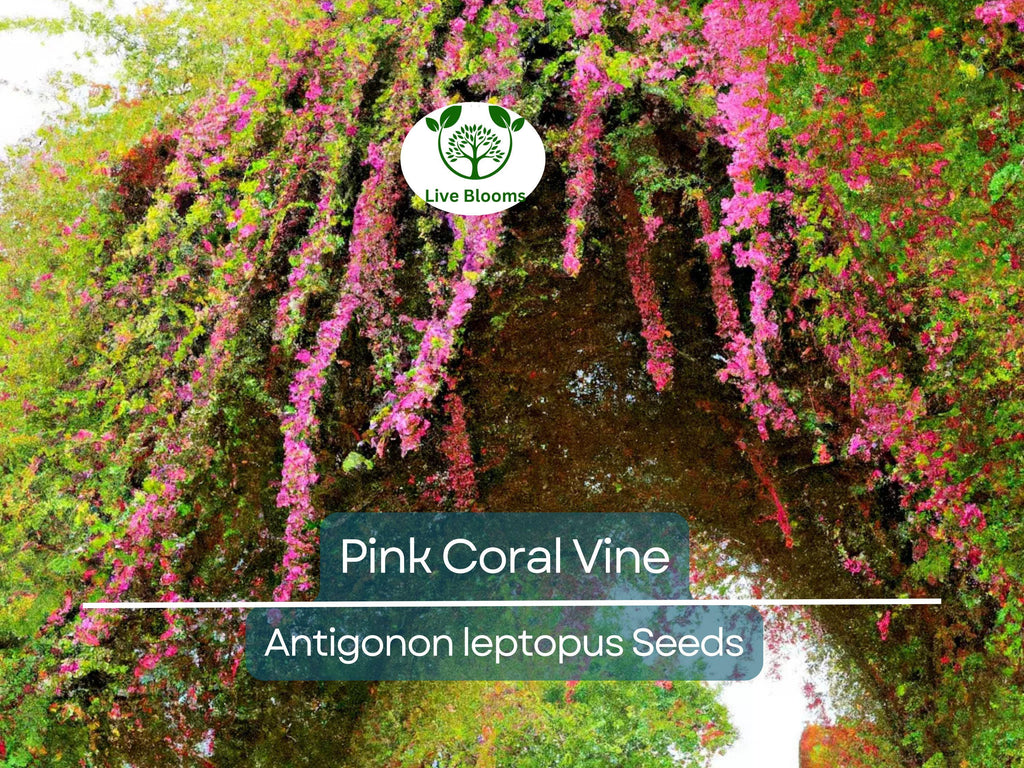 5 Pink Coral Vine Flower Seeds | Mexican Creeper (Antigonon leptopus) | Rare, Vining, Creeping Flowering Plant for Gardens